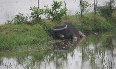 “Trâu điên” húc 7 người chết và bị thương